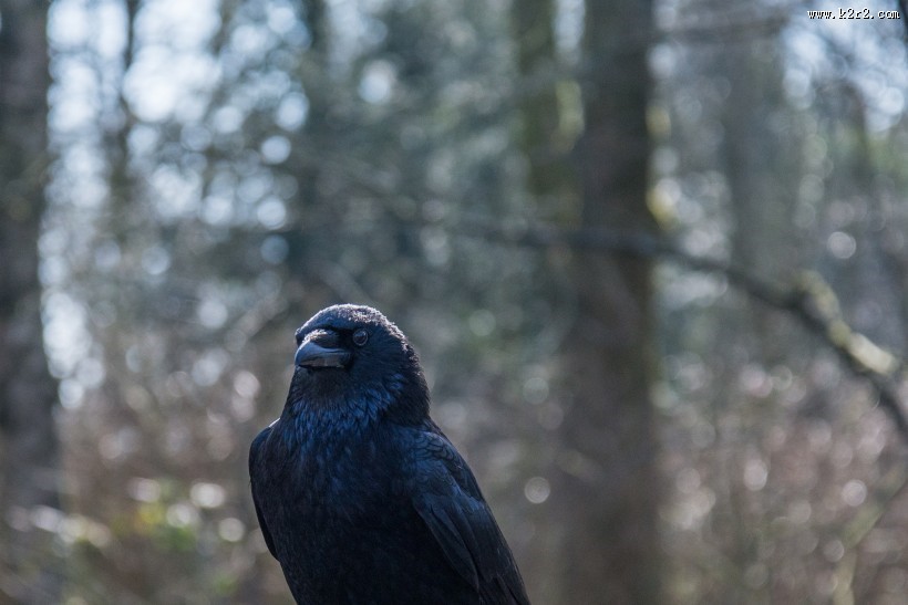 黑漆漆的乌鸦图片大全