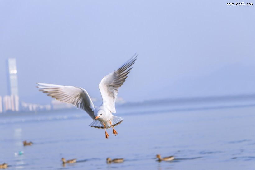 飞翔觅食的白色海鸥图片