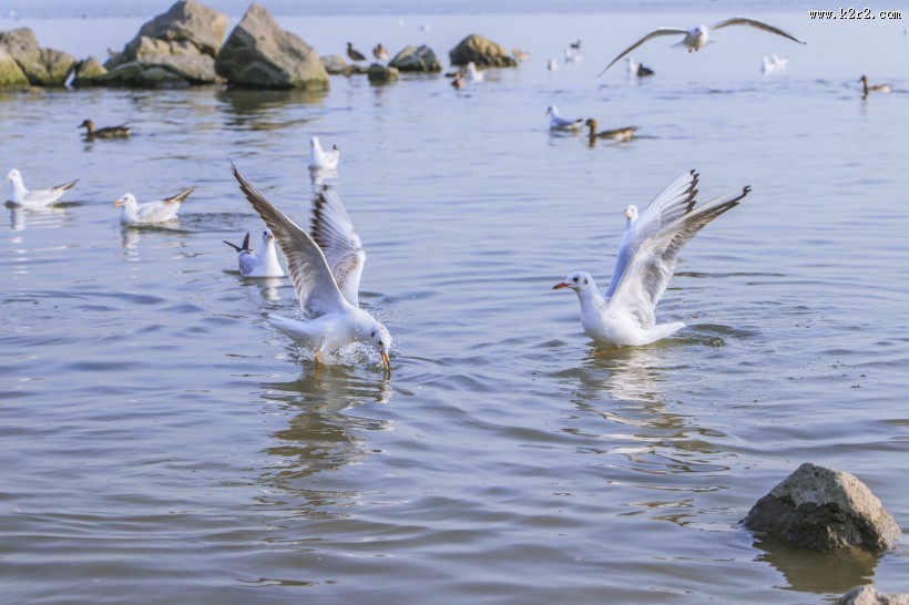飞翔觅食的白色海鸥图片