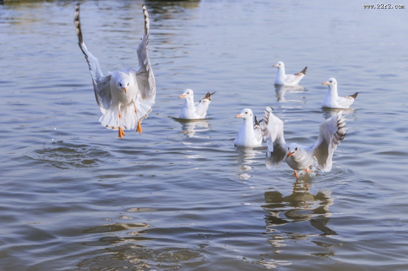 飞翔觅食的白色海鸥图片
