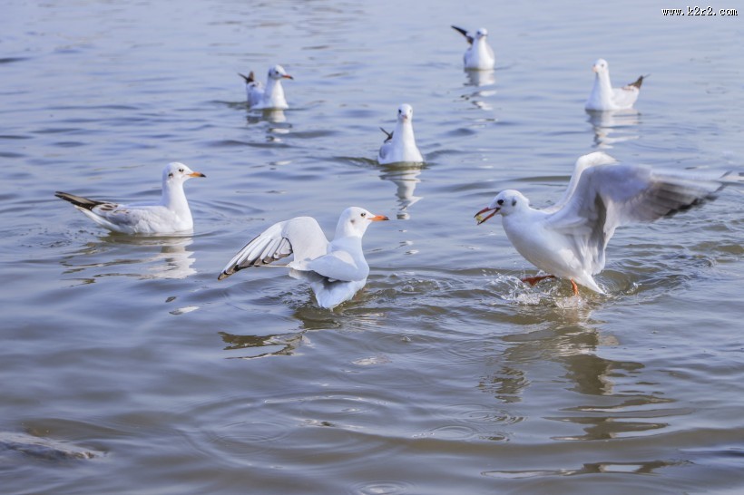 飞翔觅食的白色海鸥图片
