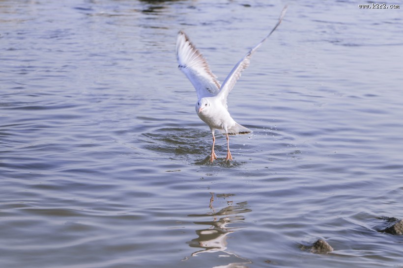 飞翔觅食的白色海鸥图片