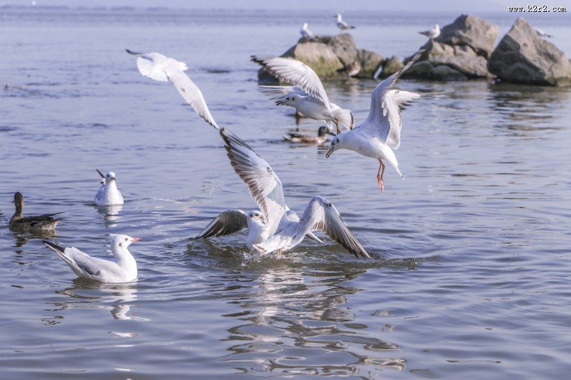 飞翔觅食的白色海鸥图片