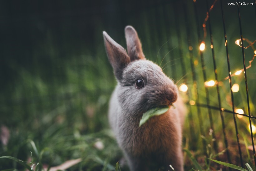 可爱的兔子图片大全