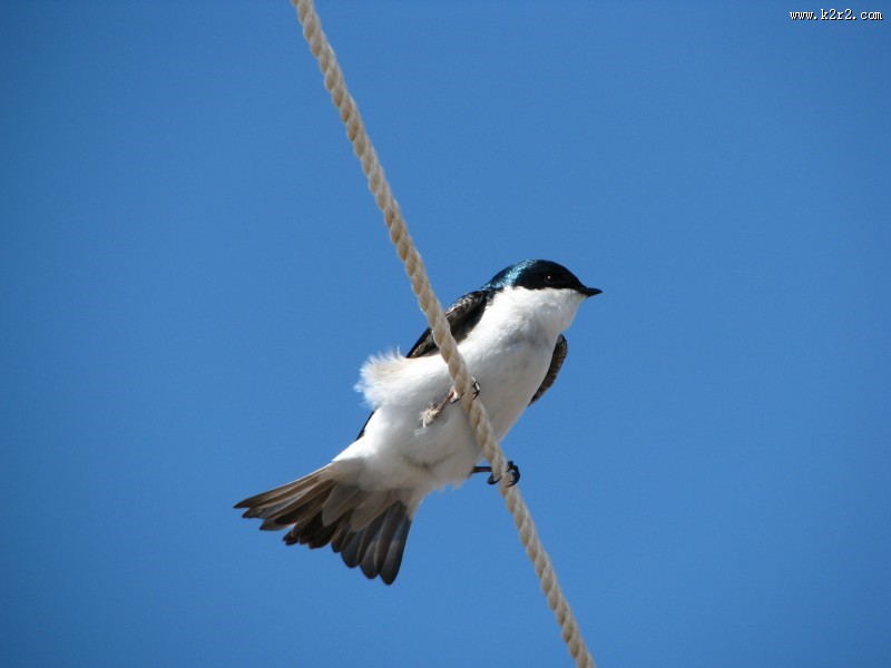 黑色可爱的燕子图片