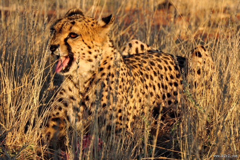 凶猛的猎豹图片