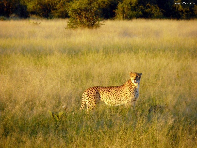 凶猛的猎豹图片