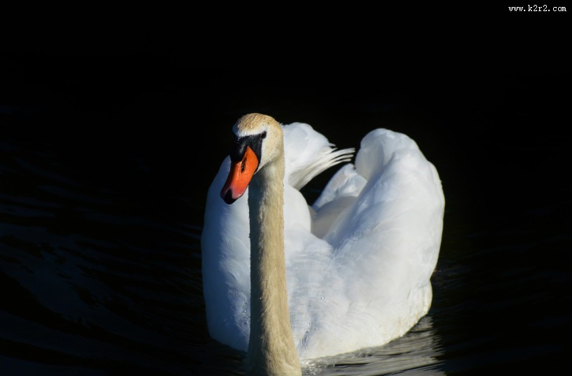 洁白的天鹅图片