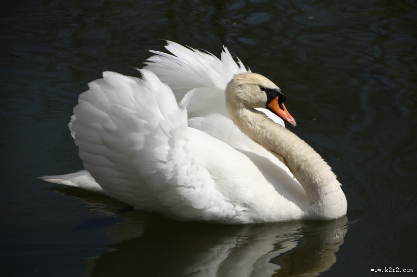 洁白的天鹅图片
