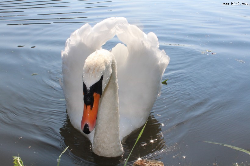 洁白的天鹅图片