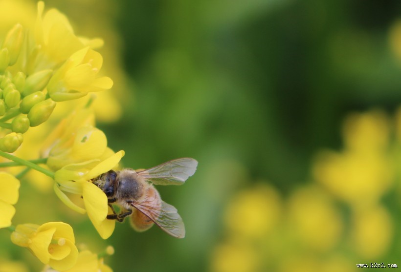 辛勤的蜜蜂图片