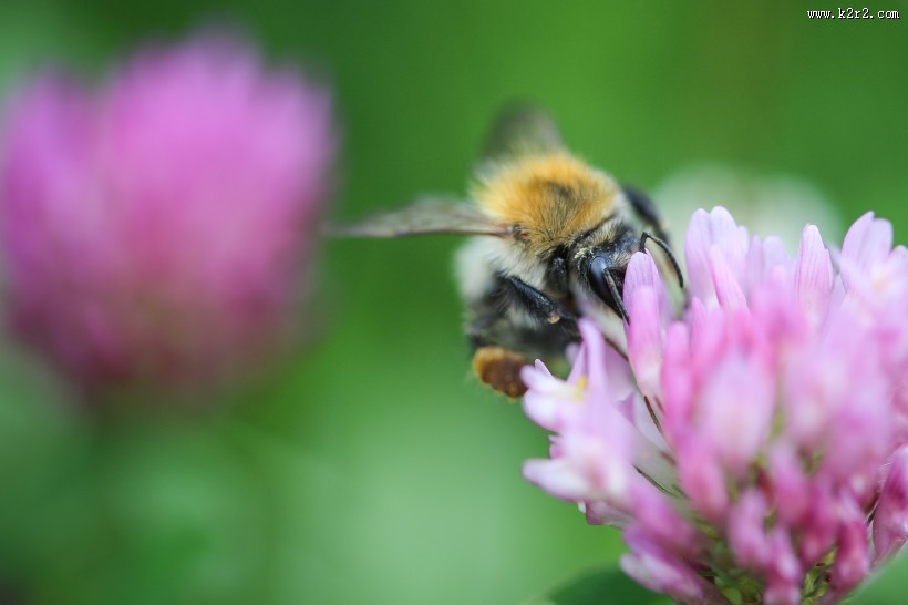 辛勤的蜜蜂图片