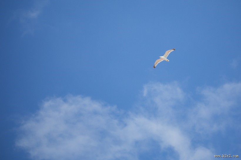 鸟在天空飞翔的图片