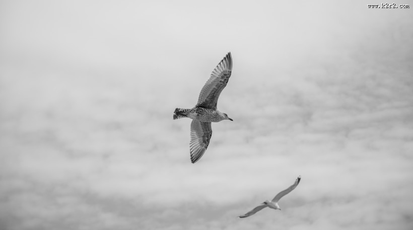 鸟在天空飞翔的图片