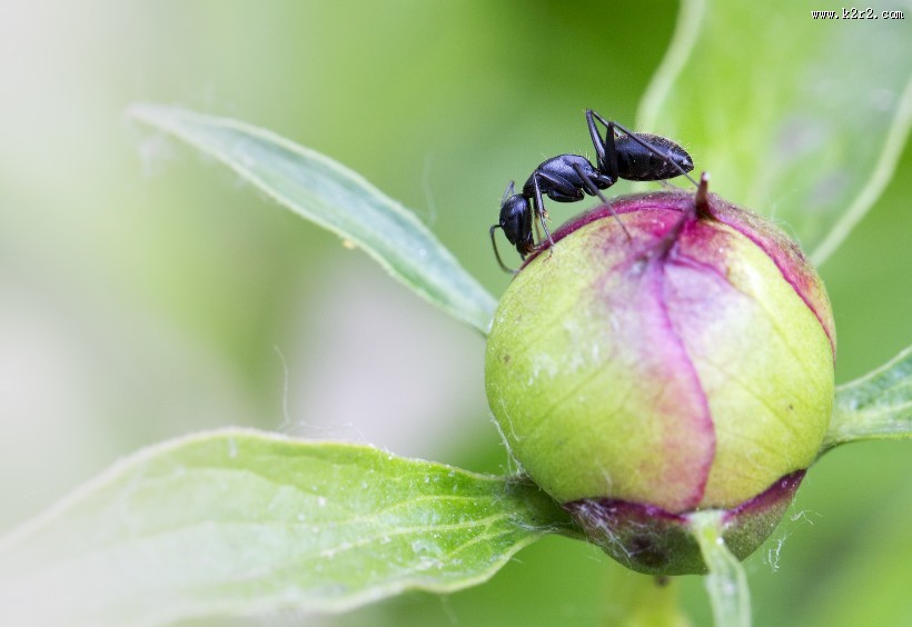 不辞劳苦的蚂蚁图片