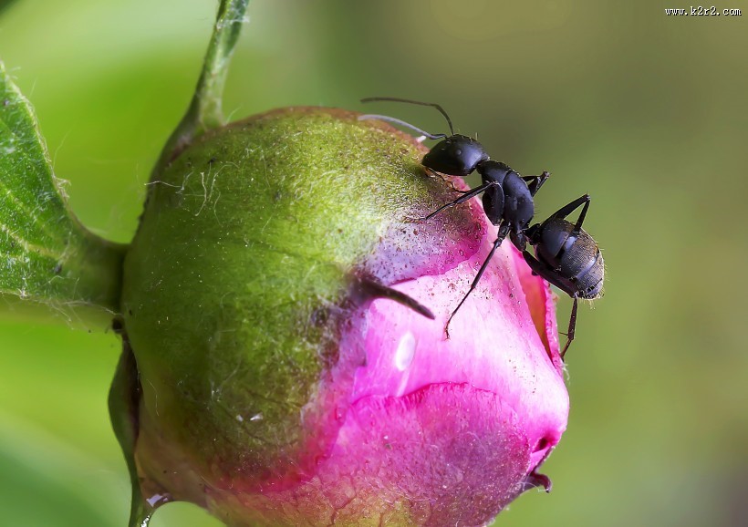 不辞劳苦的蚂蚁图片