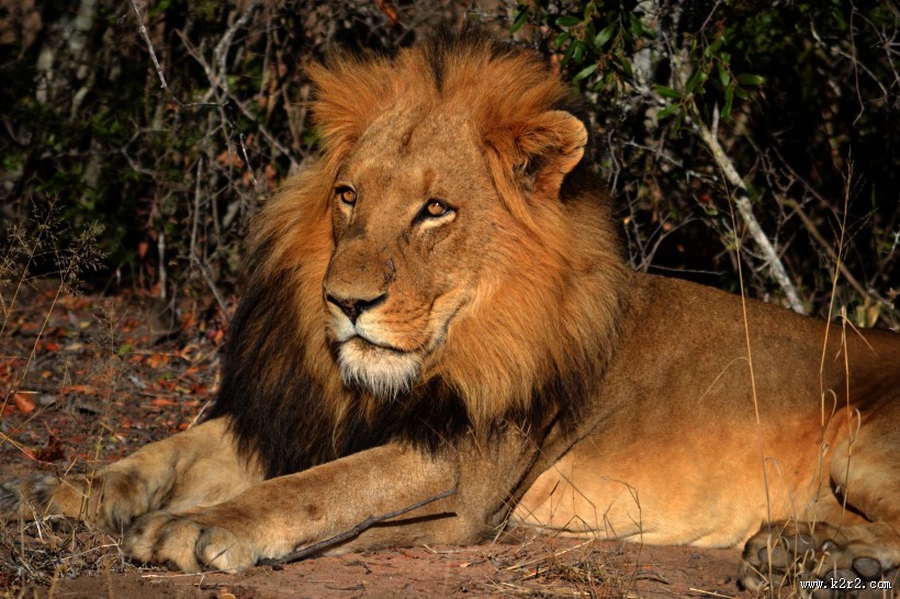 凶猛的野外雄狮图片