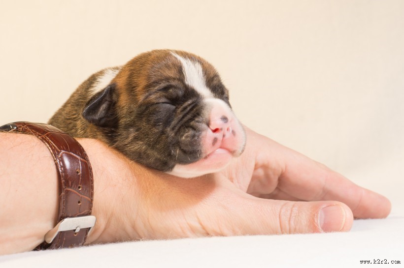 正在睡觉的狗狗图片