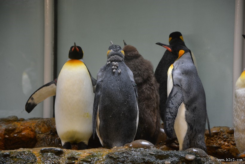 步履蹒跚的南极企鹅图片