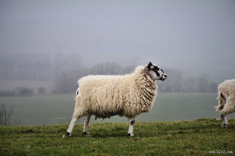 圆润可爱的绵羊图片