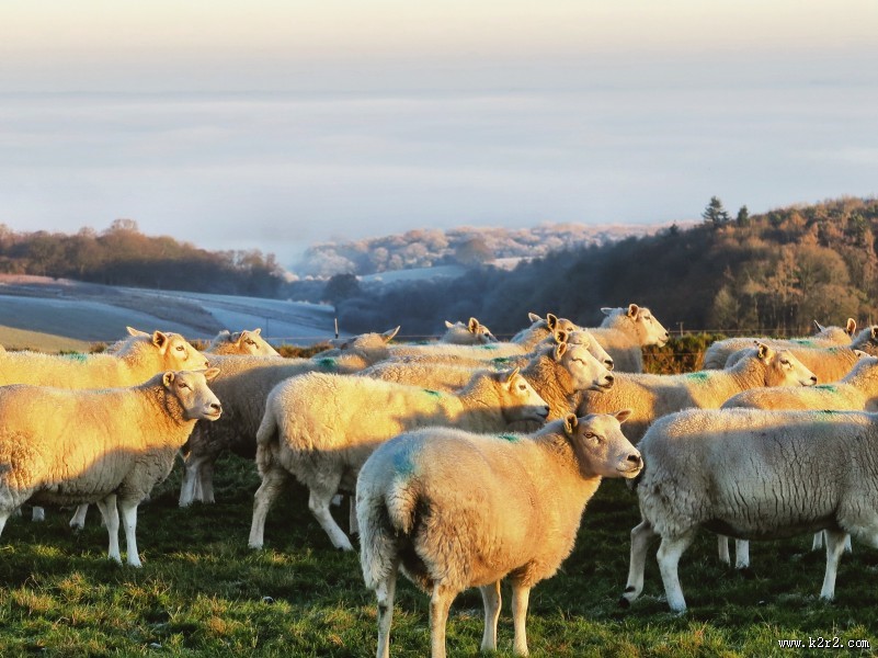 圆润可爱的绵羊图片