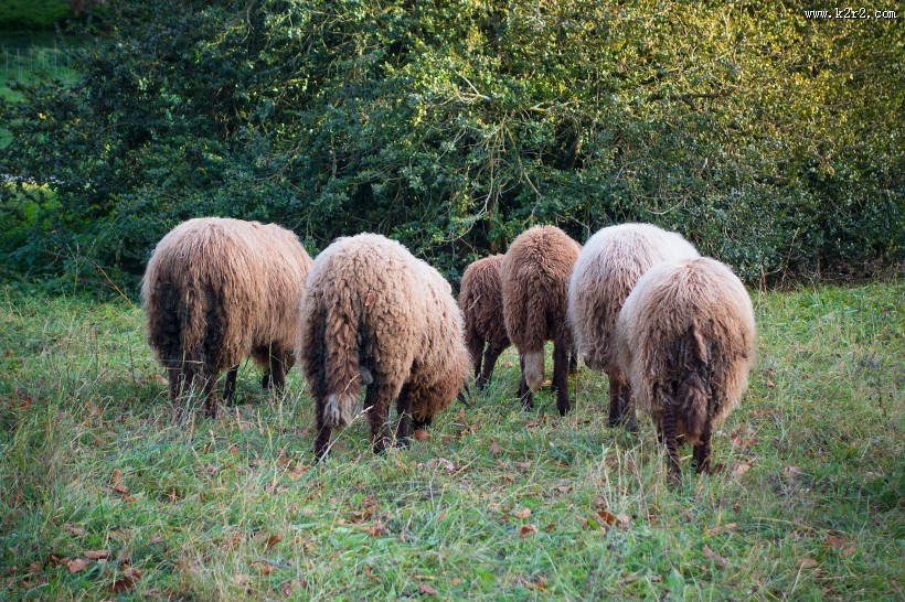 圆润可爱的绵羊图片