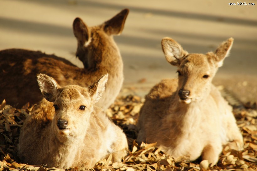日本奈良的鹿图片