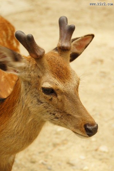 日本奈良的鹿图片