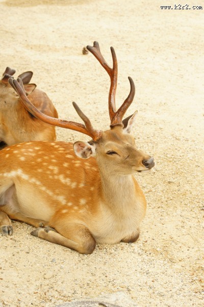 日本奈良的鹿图片