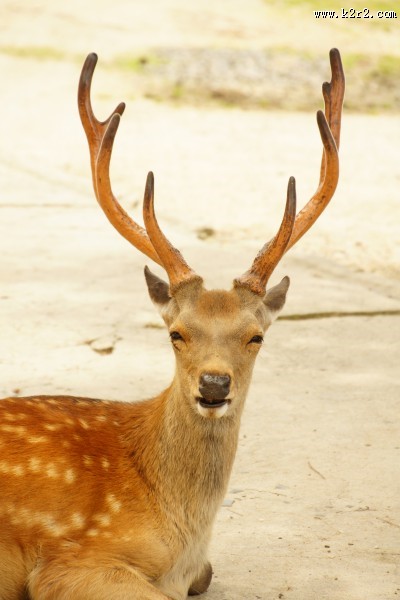 日本奈良的鹿图片
