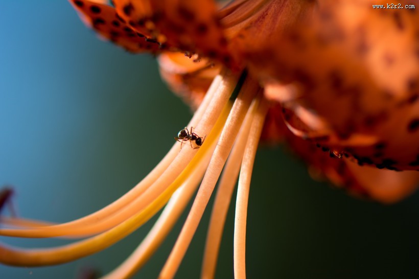 可爱的小蚂蚁图片