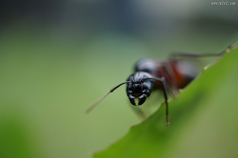 可爱的小蚂蚁图片