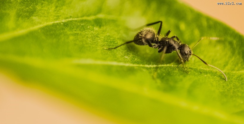 可爱的小蚂蚁图片