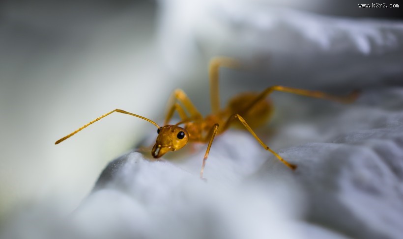 可爱的小蚂蚁图片