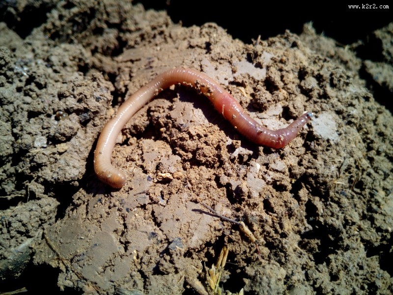 陆生环节蚯蚓图片