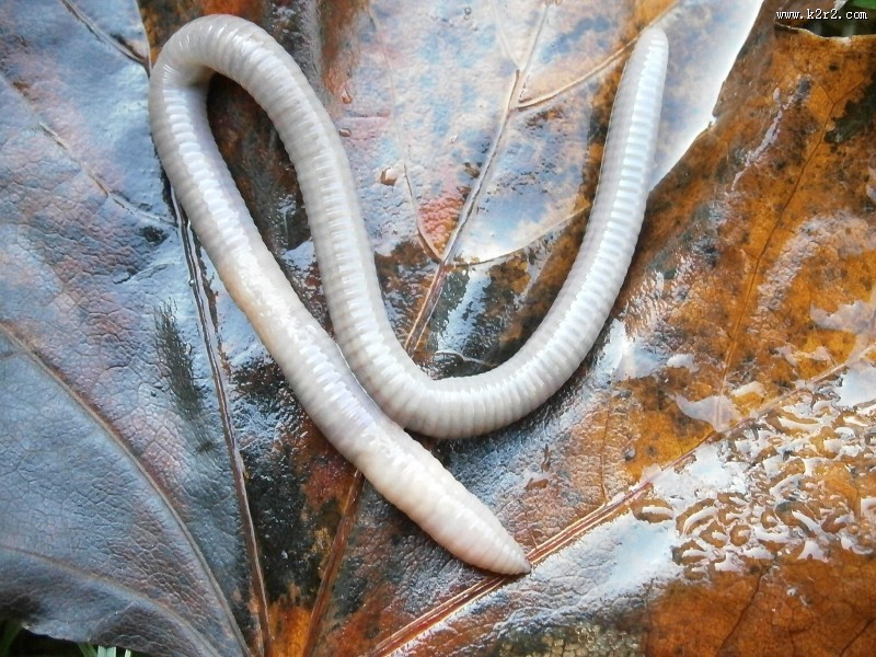 陆生环节蚯蚓图片