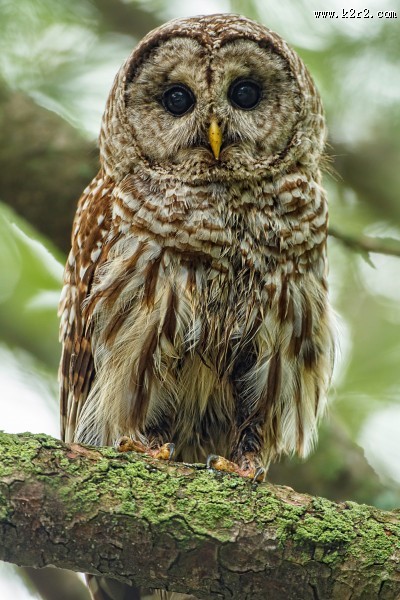 呆萌的猫头鹰图片