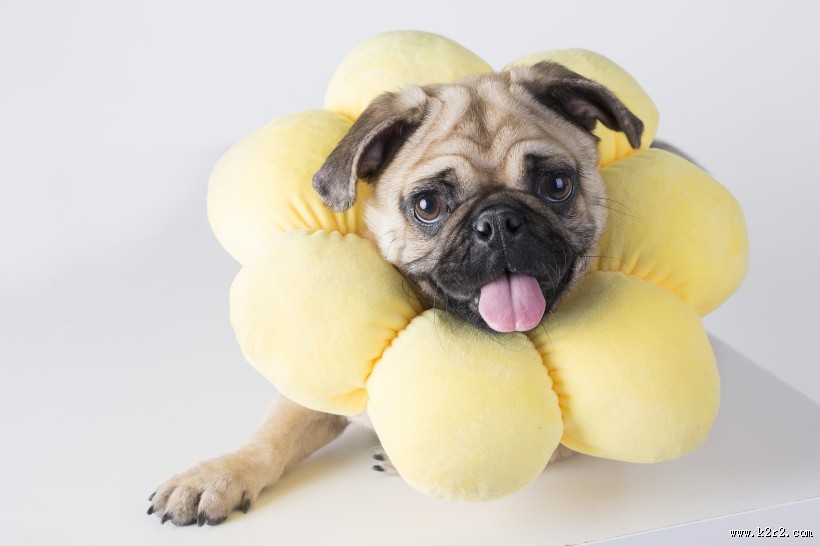 可爱斗牛犬狗狗图片