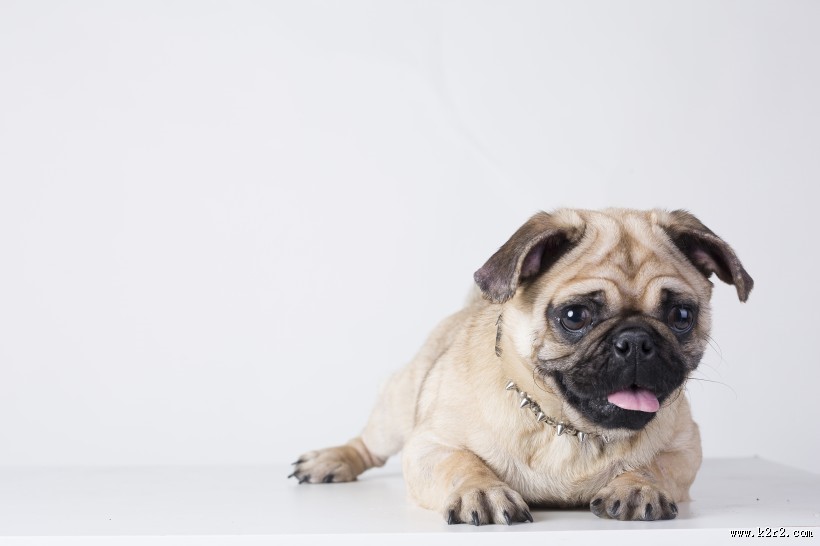 可爱斗牛犬狗狗图片