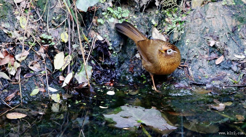 水边的画眉鸟图片
