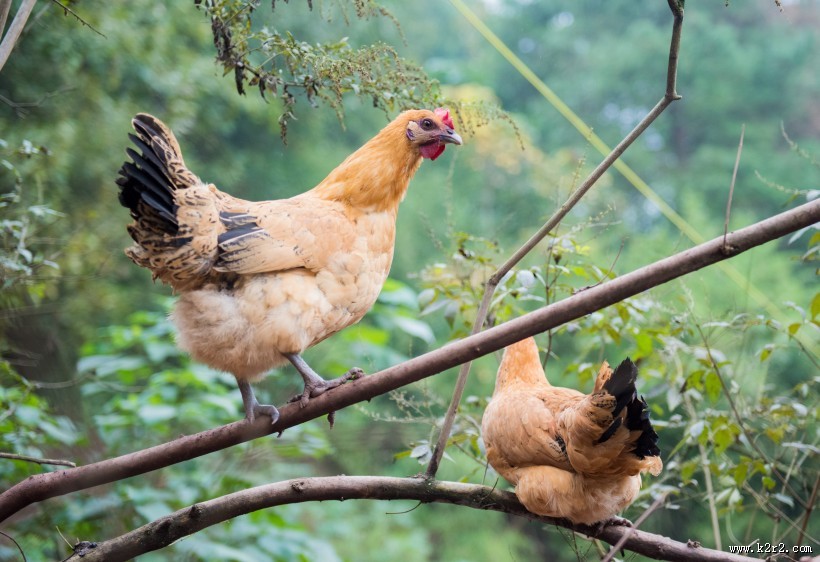 散养生态公鸡图片