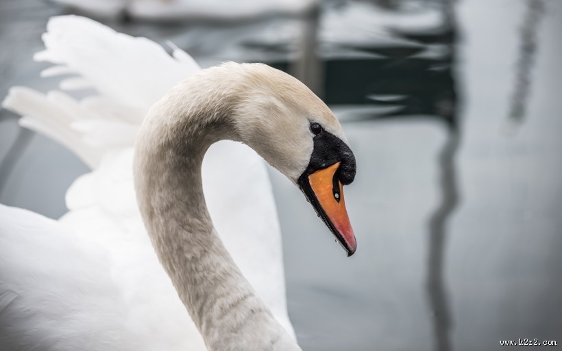 美丽天鹅的图片