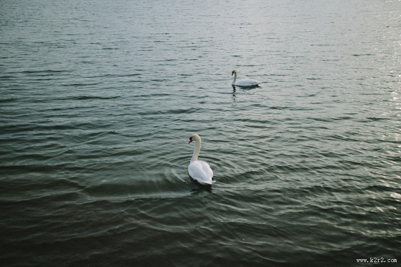 美丽天鹅的图片