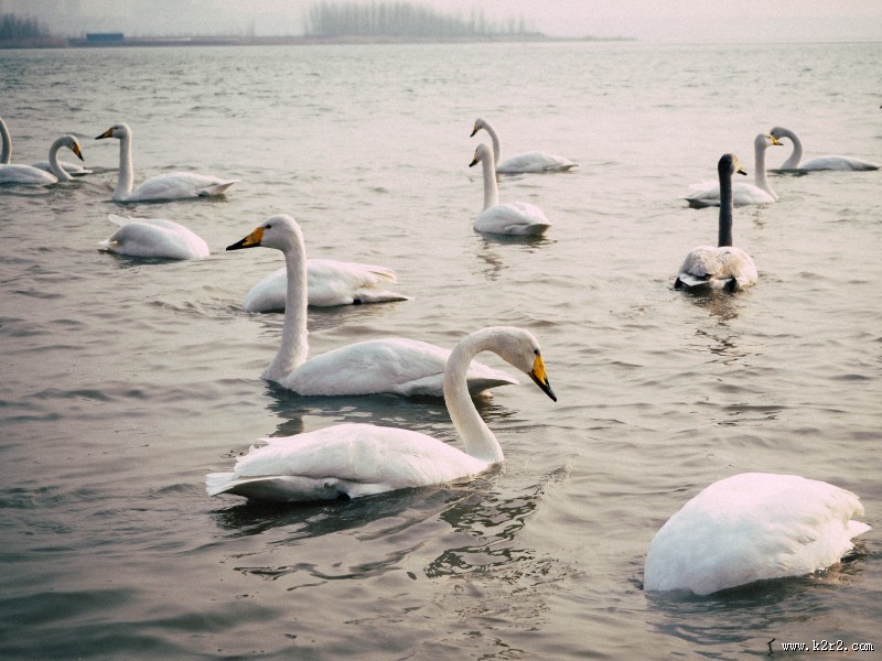 美丽天鹅的图片