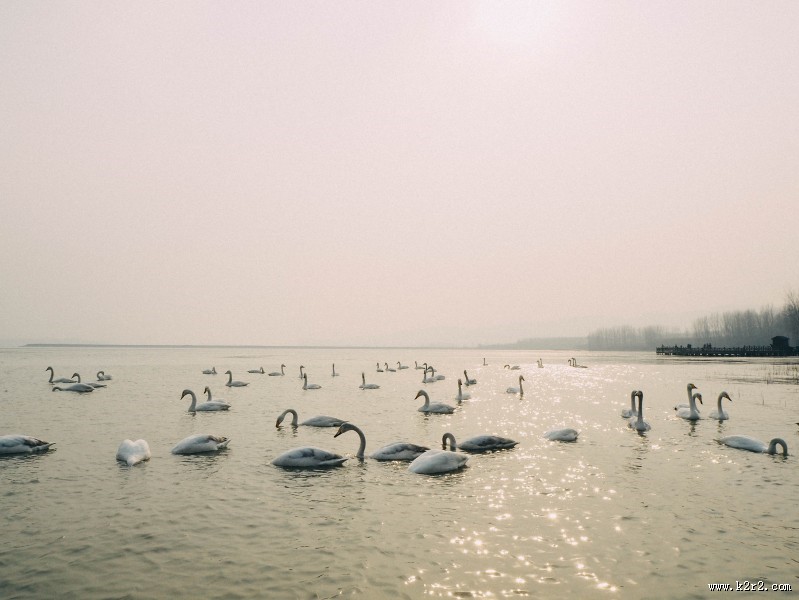 美丽天鹅的图片