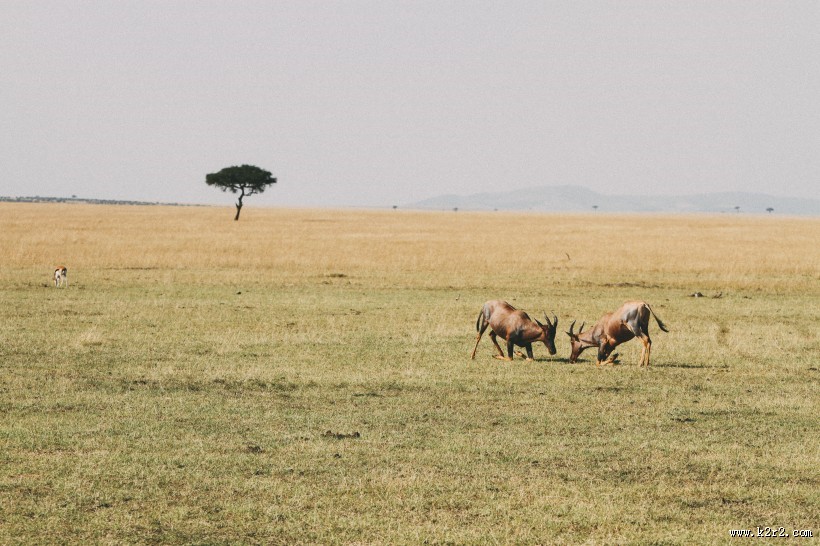 各种种类的鹿图片