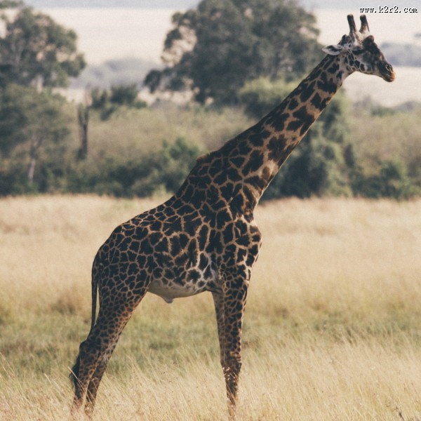 各种种类的鹿图片