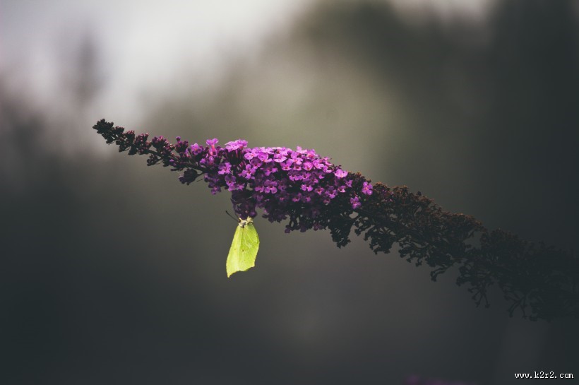 色彩斑斓的蝴蝶图片