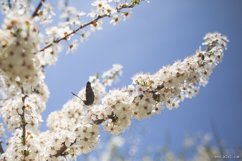 色彩斑斓的蝴蝶图片