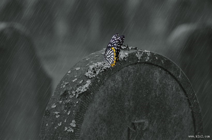 色彩斑斓的蝴蝶图片